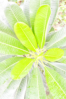 Plumeria叶子图片下载