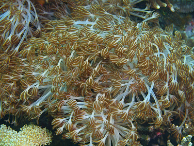 软珊瑚图片下载