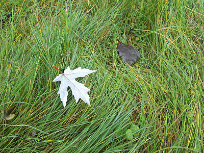 旧叶和新叶图片下载