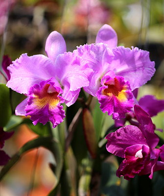 漂亮的粉色兰花图片下载