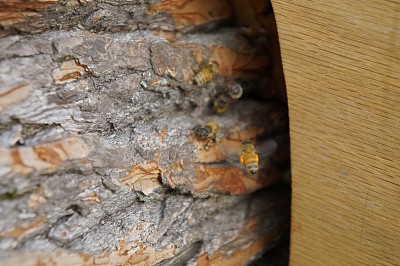 木头上的昆虫特写镜头图片下载