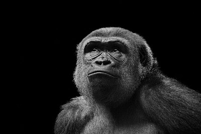 大猩猩图片下载