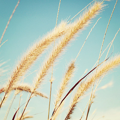 河岸羽毛草灌丛的复古效果。莫斯科,俄罗斯。图片下载