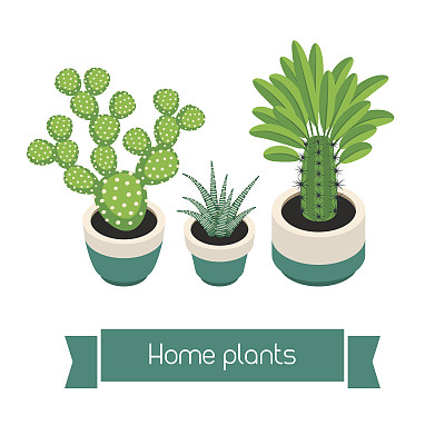 盆中有仙人掌和多肉植物。图片下载