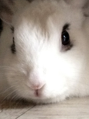 小兔子图片下载