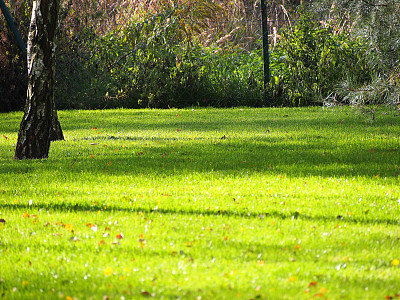 草地上有桦树。图片下载