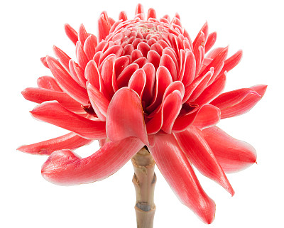 特写粉红色火炬姜花埃特林吉拉兴高采烈的白色背景图片下载