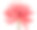 特写粉红色火炬姜花埃特林吉拉兴高采烈的白色背景图片下载