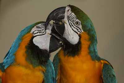 金刚鹦鹉的鸟图片下载