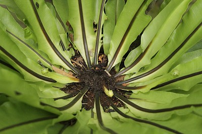 绿色的叶子图片下载