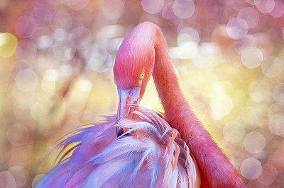 数字艺术，水彩画效果，粉色火烈鸟，纹理图像图片下载