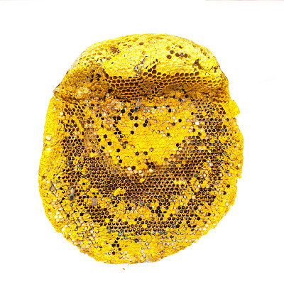 亚洲野生的天然蜂房图片下载