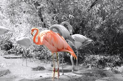 粉红火烈鸟的栖息地图片下载