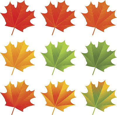 秋天的枫叶图片下载