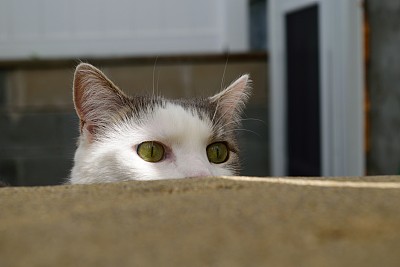 奇怪的猫图片下载