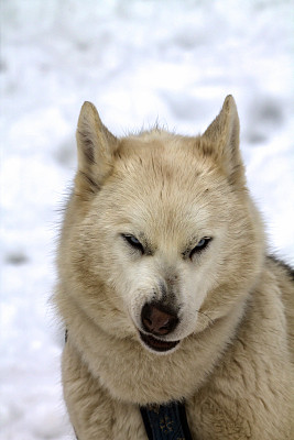 米色西伯利亚哈士奇狗拉脸素材图片