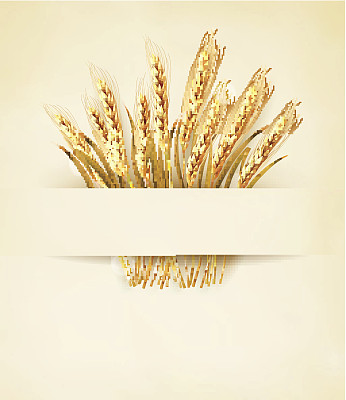 小麦穗在旧纸背景上。图片下载