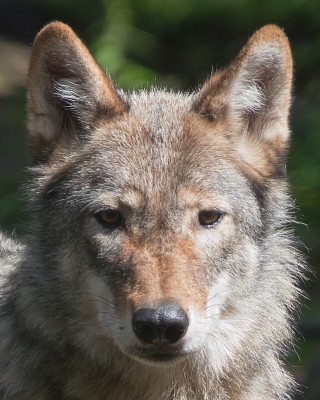 狼盯着图片下载