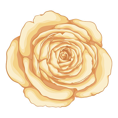 美丽的玫瑰孤立在白色的背景。图片下载