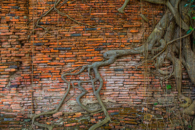 墙上的树干图片下载