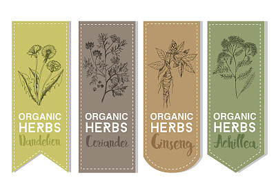 有机药草标签的蒲公英，香菜，人参，achlelea图片下载