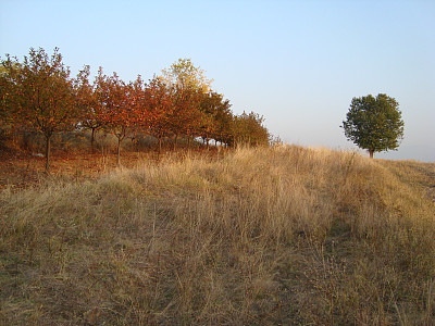 孤独的绿树，红树和黄草图片下载