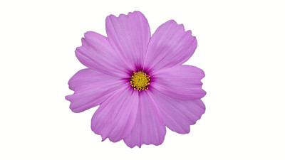 宇宙之花图片下载