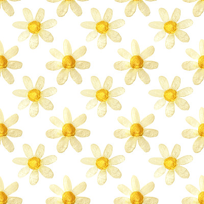 用颜料手绘，白色背景上的珍珠洋甘菊图片下载