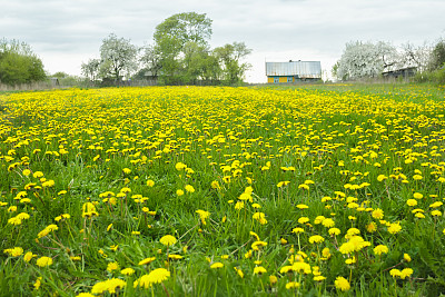乡间的春天草地上盛开着黄色的蒲公英图片下载