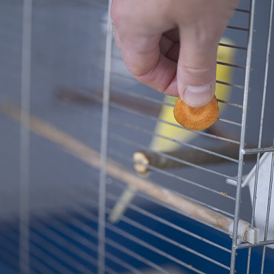 喂养一只鸟图片下载