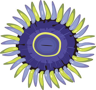 正上方白色背景的水果照片图片下载
