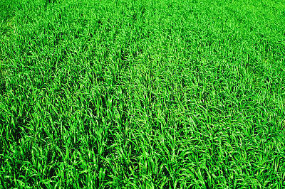 绿油油的麦田特写为背景，春意盎然图片下载