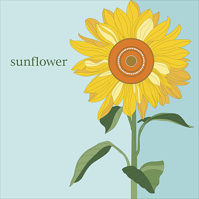 蓝天上的观赏向日葵图片下载