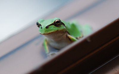 绿色的小青蛙图片下载