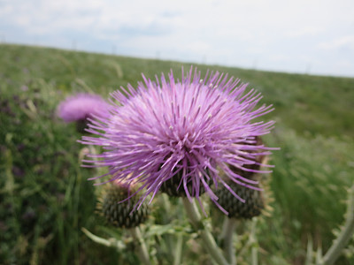 紫色野蓟花蒙大拿图片下载