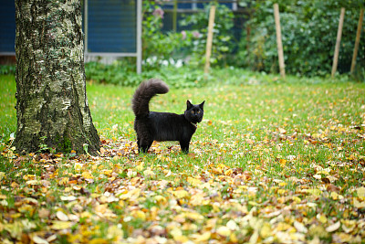 黑色的猫图片下载