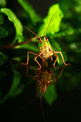 蚱蜢图片下载