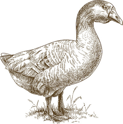 雕刻大雁插图图片下载