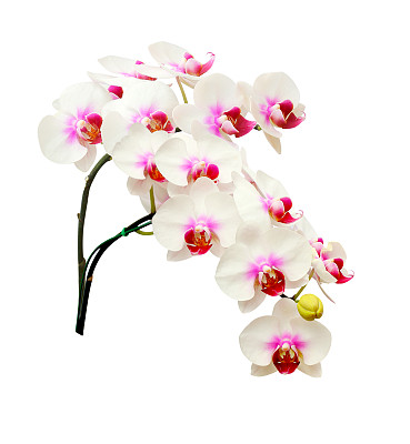 孤立在白色背景上的一种白色兰花图片下载