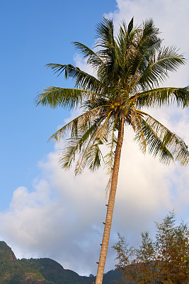 椰子树图片下载