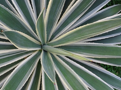 近钉，条纹植物图片下载