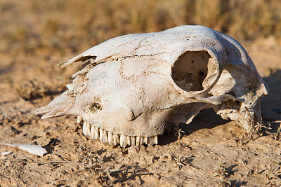 羊头骨图片下载