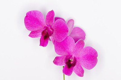 梦幻的粉色兰花图片下载