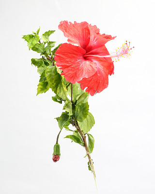 橘红色的芙蓉花图片下载