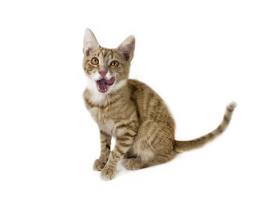 生姜混种猫，6个月大，坐着图片下载