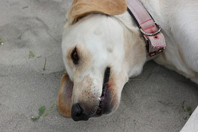 在海滩上思考的狗图片下载