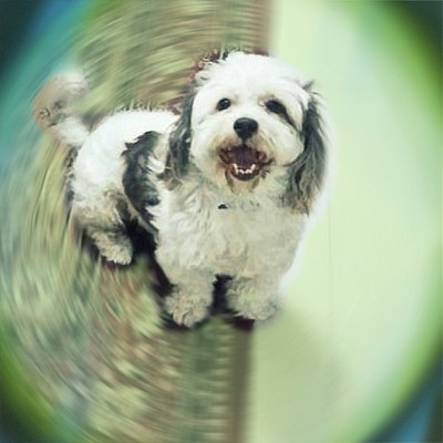 快乐的狗图片下载