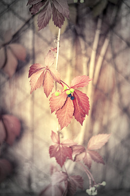 秋天的背景。攀缘植物，有红叶和红色果实图片下载