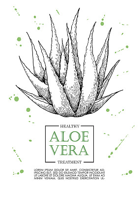 矢量芦荟vera手绘插图。芦荟旗，pos图片下载