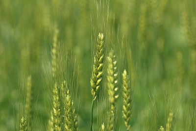 小麦图片下载
